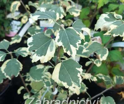 ibišek - Hibiscus syriacus 'Purpureus Variegatus'