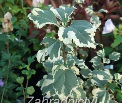 ibišek - Hibiscus syriacus 'Purpureus Variegatus'