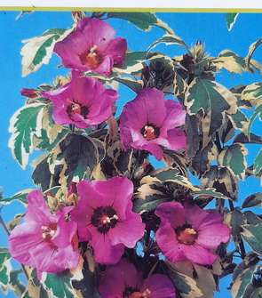 ibišek - Hibiscus syriacus 'Purpureus Variegatus'