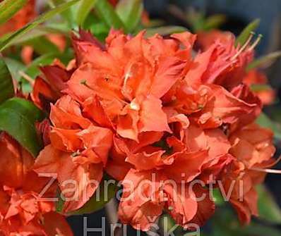 Azalea knaphill 'Doloroso'