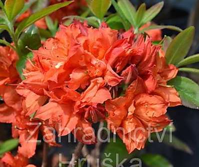 Azalea knaphill 'Doloroso'