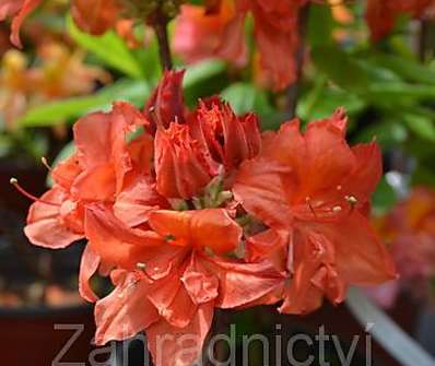 Azalea knaphill 'Doloroso'