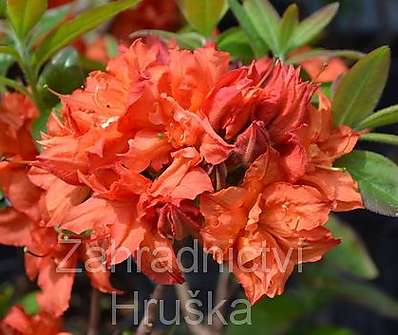 Azalea knaphill 'Doloroso'
