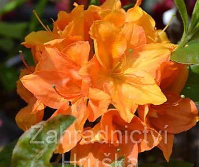 Azalea knaphill 'Goldkopchen'