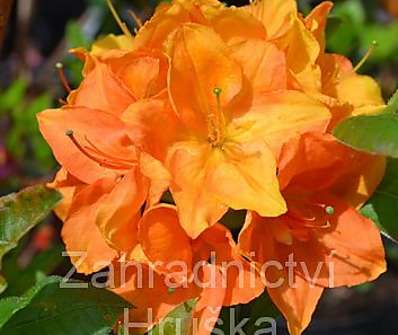 Azalea knaphill 'Goldkopchen'