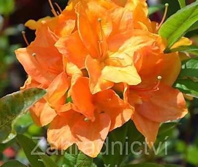 Azalea knaphill 'Goldkopchen'