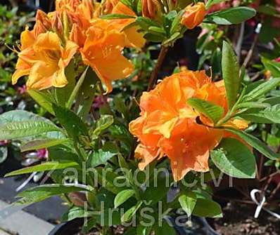 Azalea knaphill 'Goldkopchen'