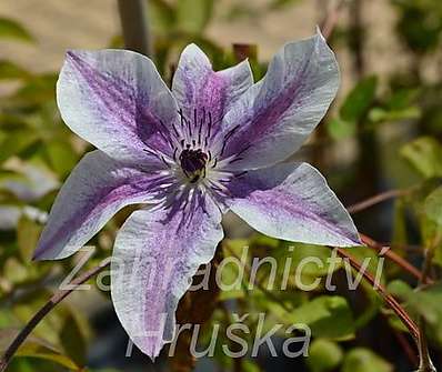 plamének - Clematis 'Best Wishes'