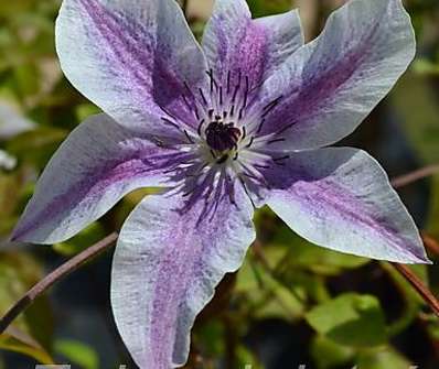plamének - Clematis 'Best Wishes'