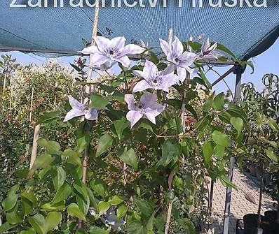 plamének - Clematis 'Best Wishes'