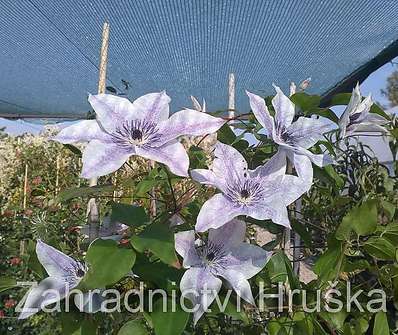 plamének - Clematis 'Best Wishes'
