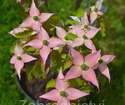 svída - Cornus kousa 'Beni Fuji'
