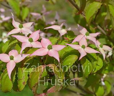 svída - Cornus kousa 'Beni Fuji'