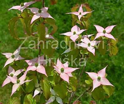 svída - Cornus kousa 'Beni Fuji'