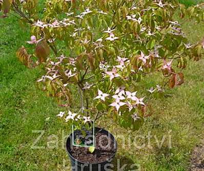 svída - Cornus kousa 'Beni Fuji'