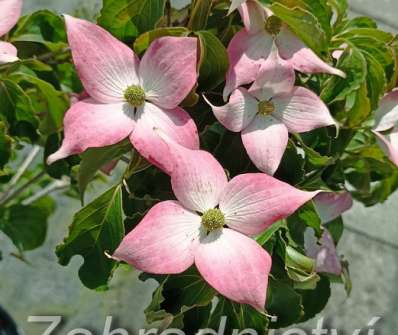 svída - Cornus kousa 'Beni Fuji'