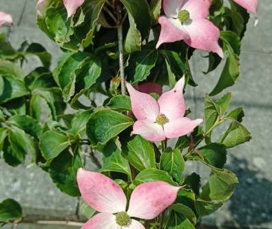 svída - Cornus kousa 'Beni Fuji'