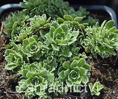 Saxifraga paniculata