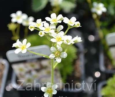 Saxifraga paniculata