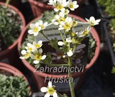Saxifraga paniculata
