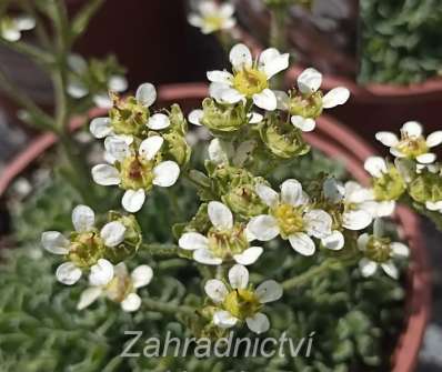 Saxifraga paniculata