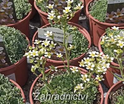 Saxifraga paniculata