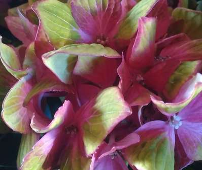 hortenzie - Hydrangea macrophylla B.D.Baroque Angel