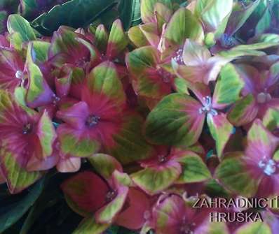 hortenzie - Hydrangea macrophylla B.D.Baroque Angel