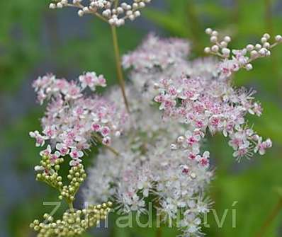 Filipendula rubra Venusta