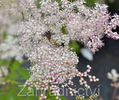 Filipendula rubra Venusta