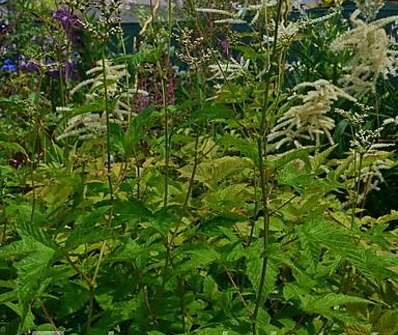 Filipendula rubra Venusta