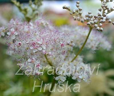 Filipendula rubra Venusta