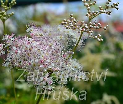 Filipendula rubra Venusta