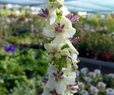 Verbascum chaixii Wedaling Candles