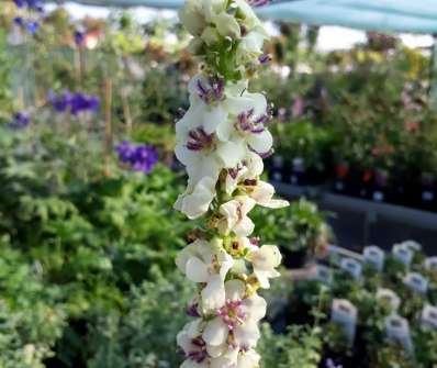 Verbascum chaixii Wedaling Candles