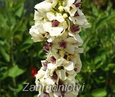 Verbascum chaixii Wedaling Candles