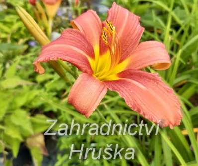 Hemerocallis Pink Damask