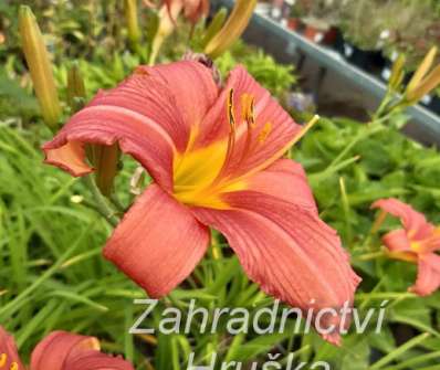 Hemerocallis Pink Damask