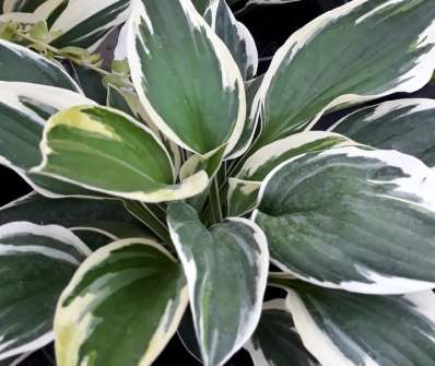 bohyška - Hosta fortunei 'Patriot'