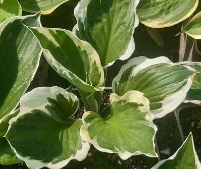 bohyška - Hosta fortunei 'Patriot'