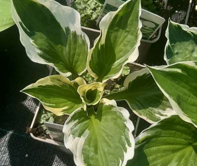bohyška - Hosta fortunei 'Patriot'