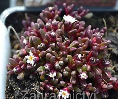 Delosperma hogan Sani Pass