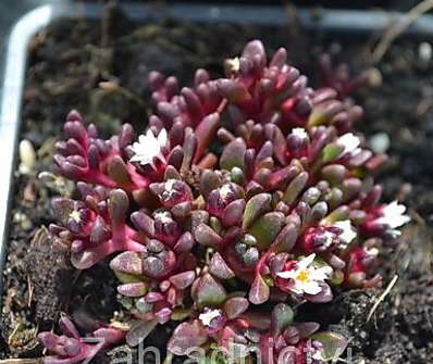 Delosperma hogan Sani Pass