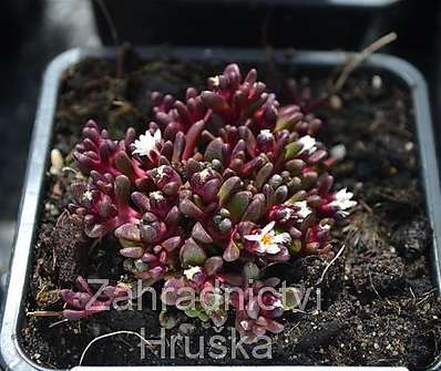 Delosperma hogan Sani Pass