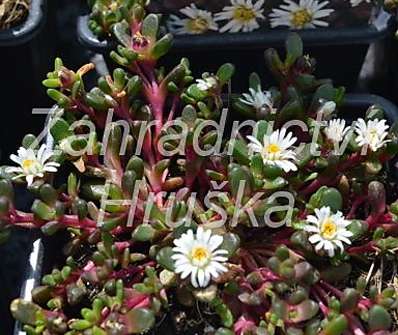 Delosperma hogan Sani Pass