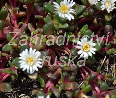 Delosperma hogan Sani Pass
