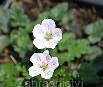 Erodium variable White Form