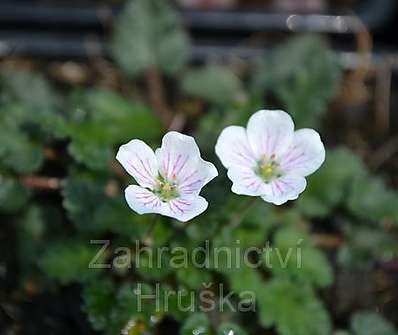 Erodium variable White Form