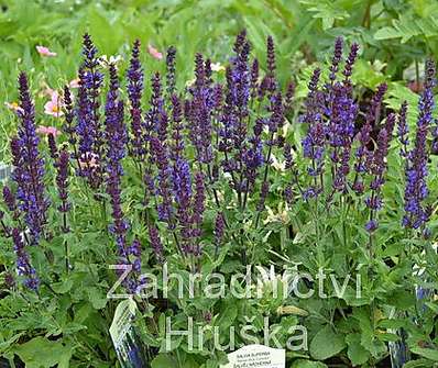 Salvia superba Merleau Blue Compact