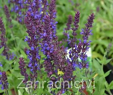 Salvia superba Merleau Blue Compact